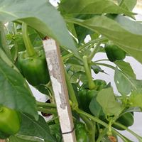 Latest Products Image